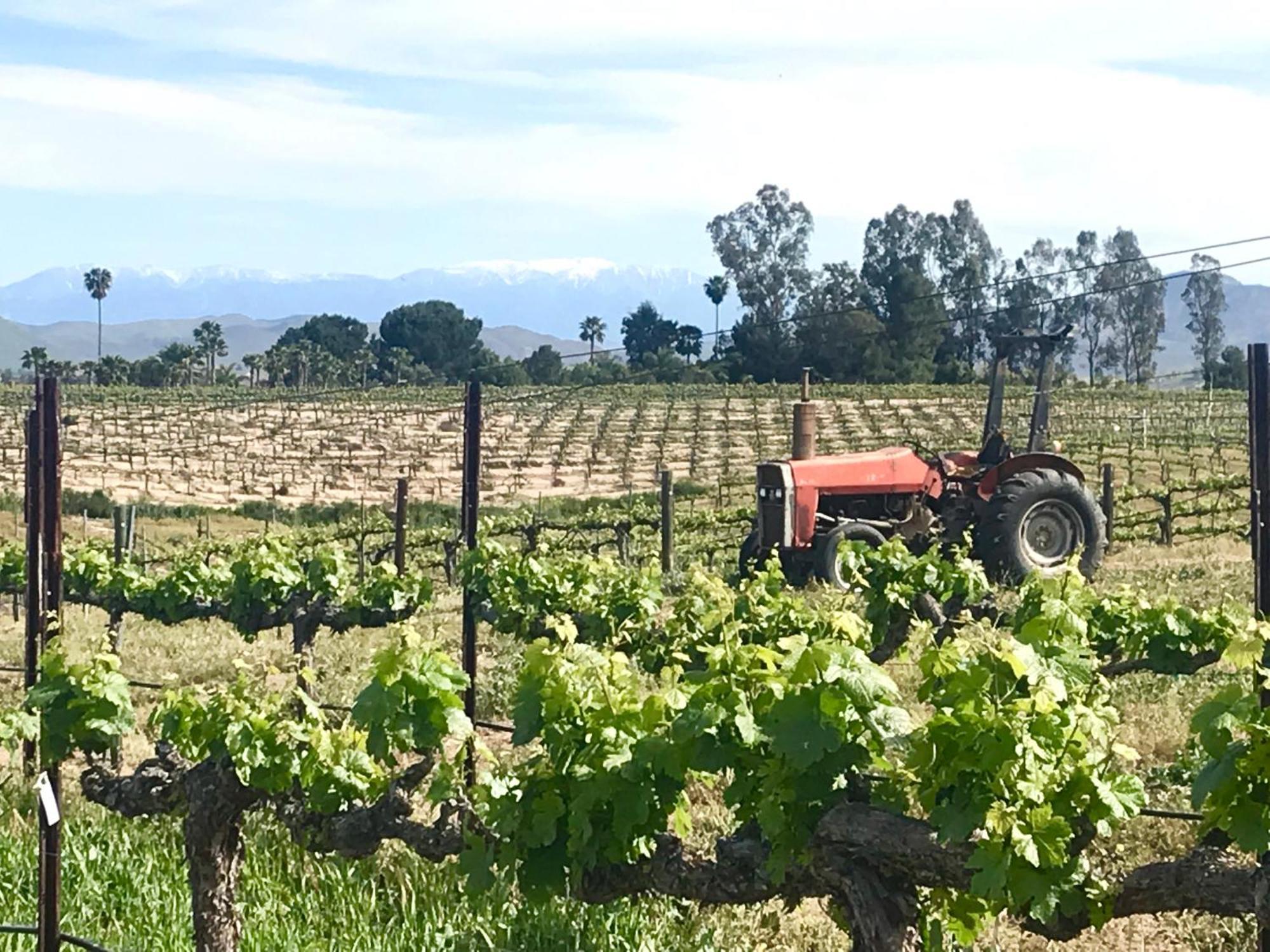 Domaine Chardonnay Bed & Breakfast Temecula Dış mekan fotoğraf