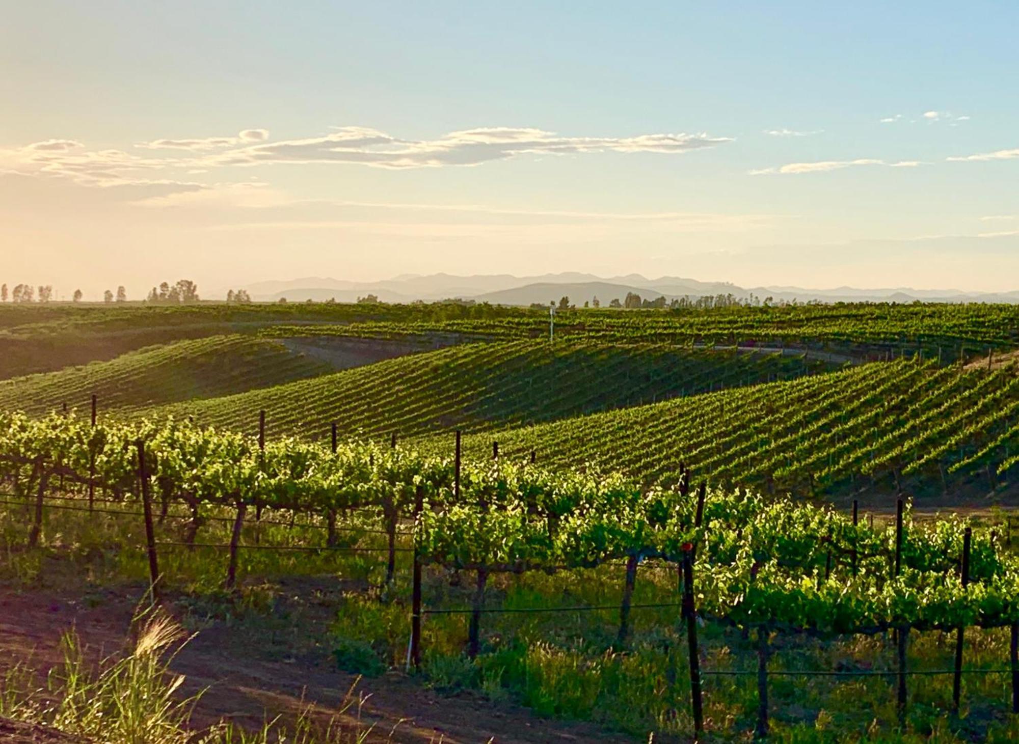 Domaine Chardonnay Bed & Breakfast Temecula Dış mekan fotoğraf